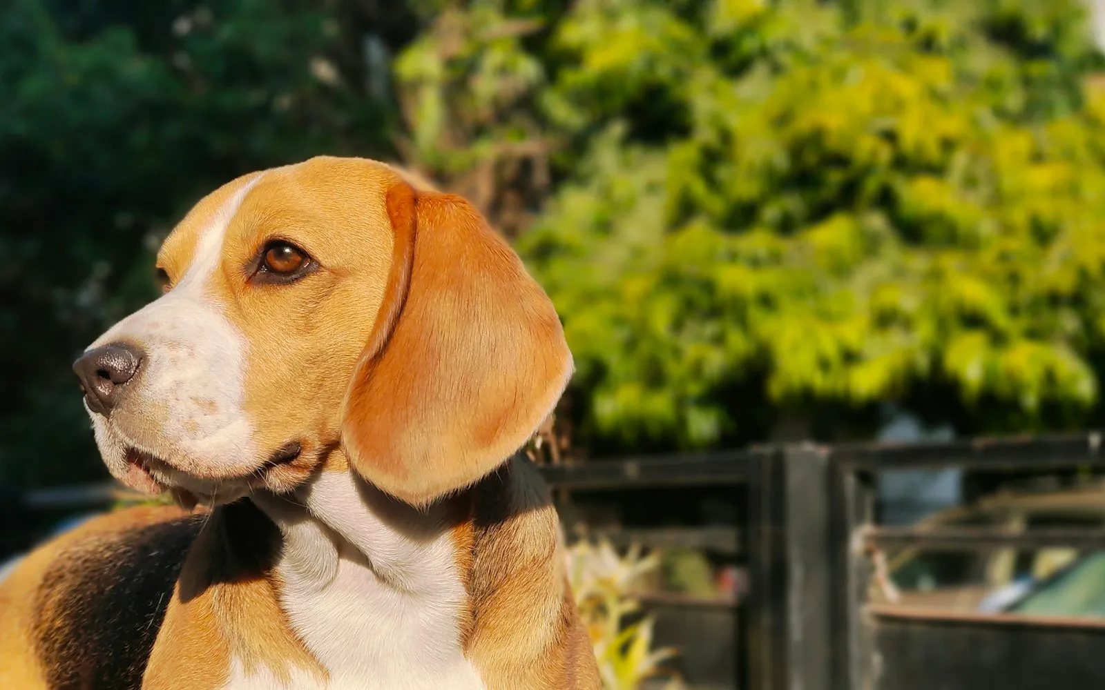 Beagle z długimi, opadającymi uszami siedzi na tle zielonych krzewów i patrzy w bok