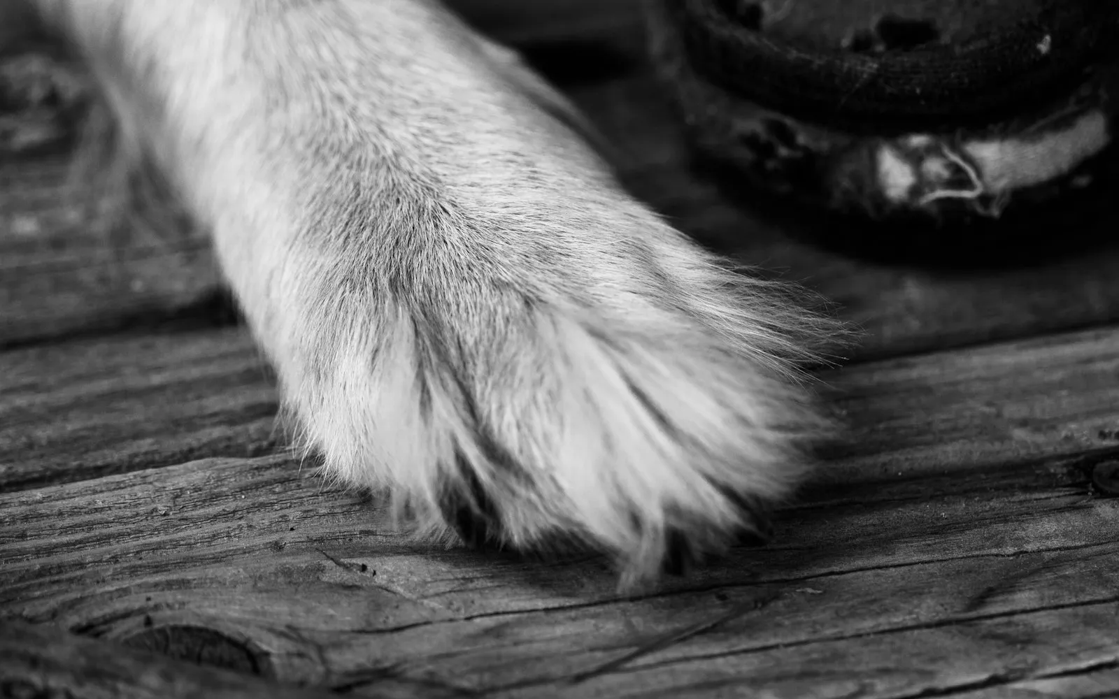Czarno-biała fotografia jasnej, puszystej łapy psa opartej na starej drewnianej desce