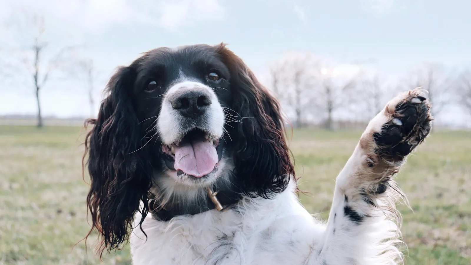 Czarno-biały spaniel z długimi uszami na łące podaje przednią łapę, widać czarne opuszki