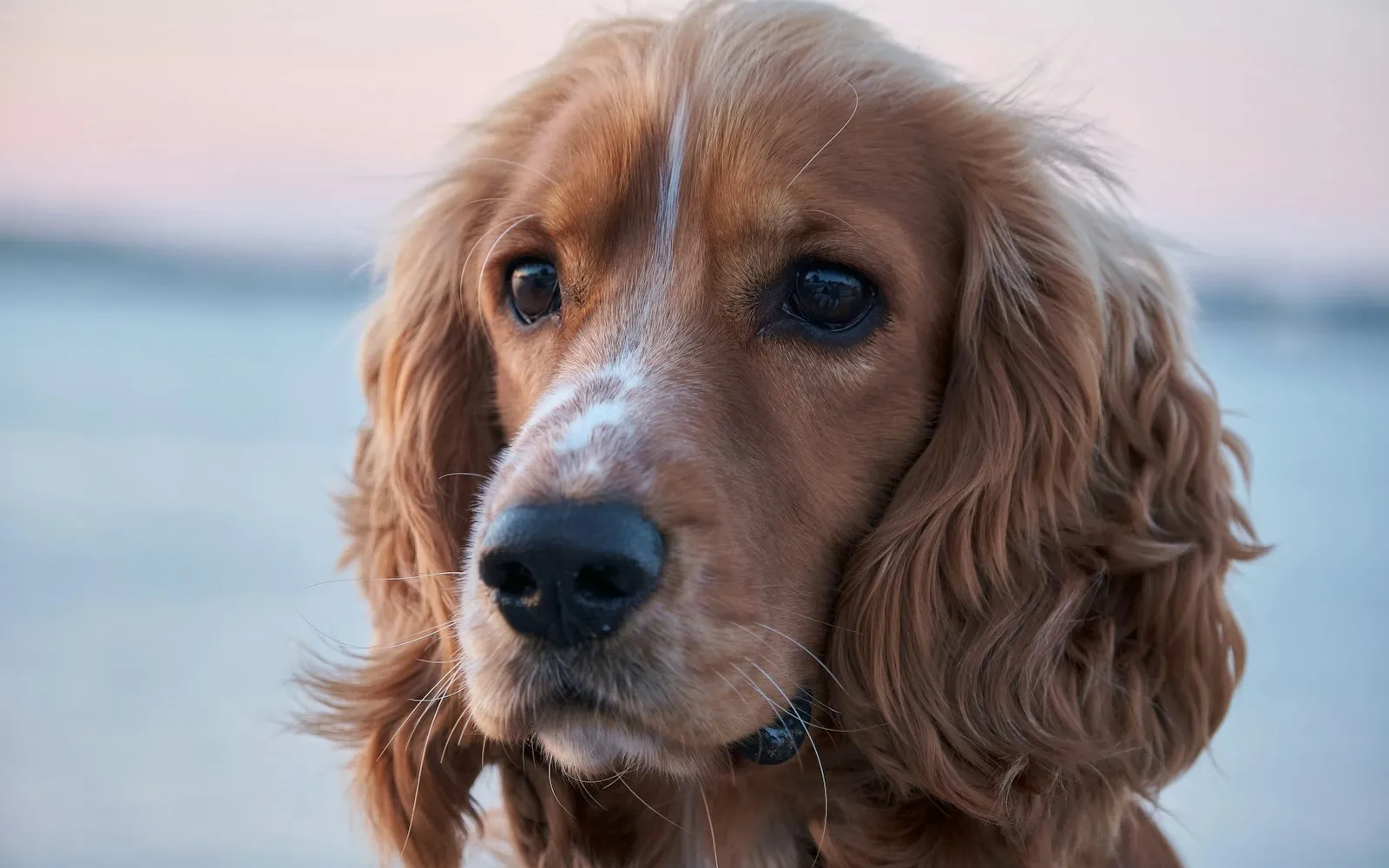 Rudy cocker spaniel z długimi, falowanymi uszami patrzy w obiektyw, w tle rozmyta woda