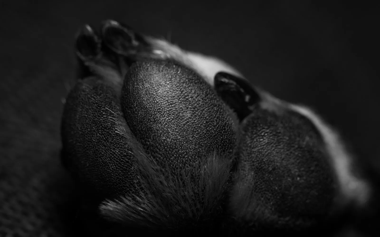 Czarno-biała fotografia zbliżenia czarnych opuszek i palców psiej łapy