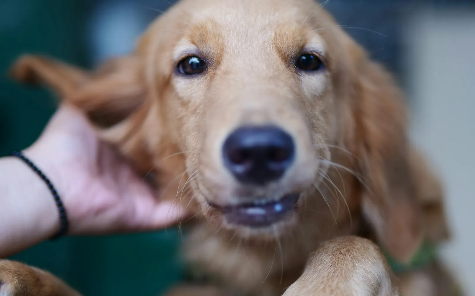 Dłoń z bransoletką dotyka ucha uśmiechniętego golden retrievera, który patrzy w obiektyw