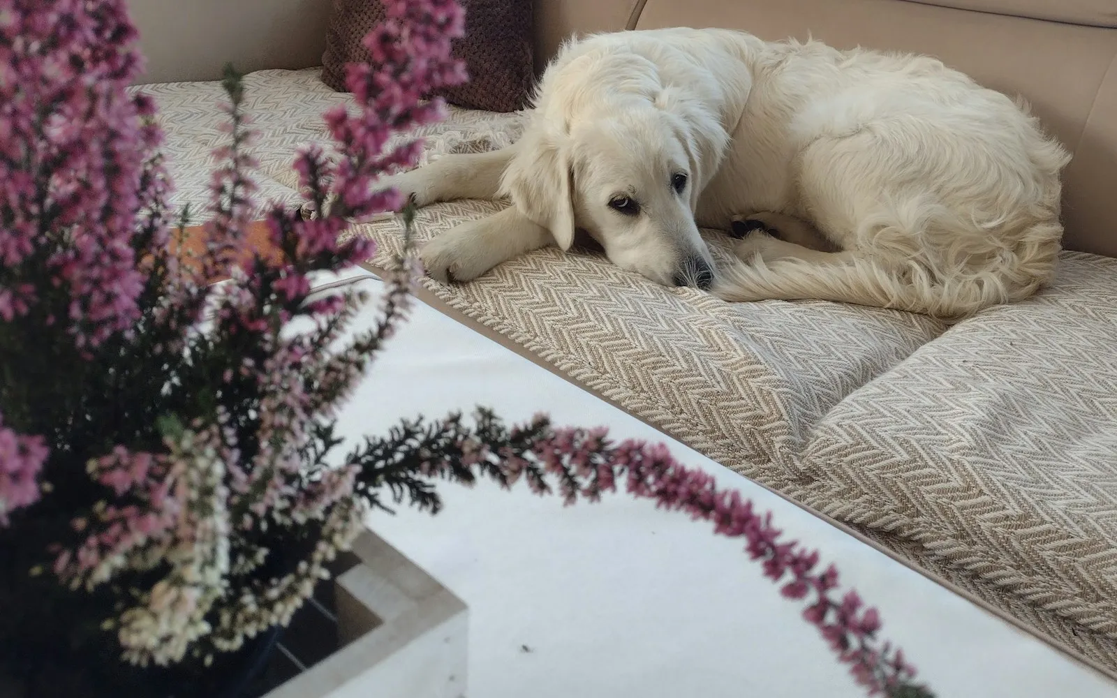 Jasny golden retriever leży zwinięty na jasnej kanapie z poduszkami, na pierwszym planie wrzos w doniczce