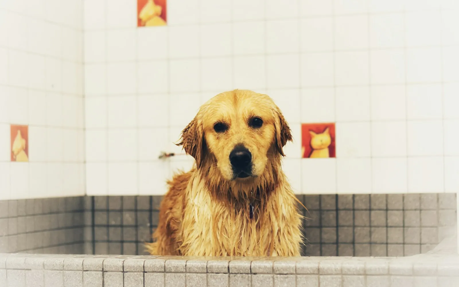 Mokry golden retriever siedzi w kafelkowym brodziku prysznicowym i patrzy prosto w obiektyw