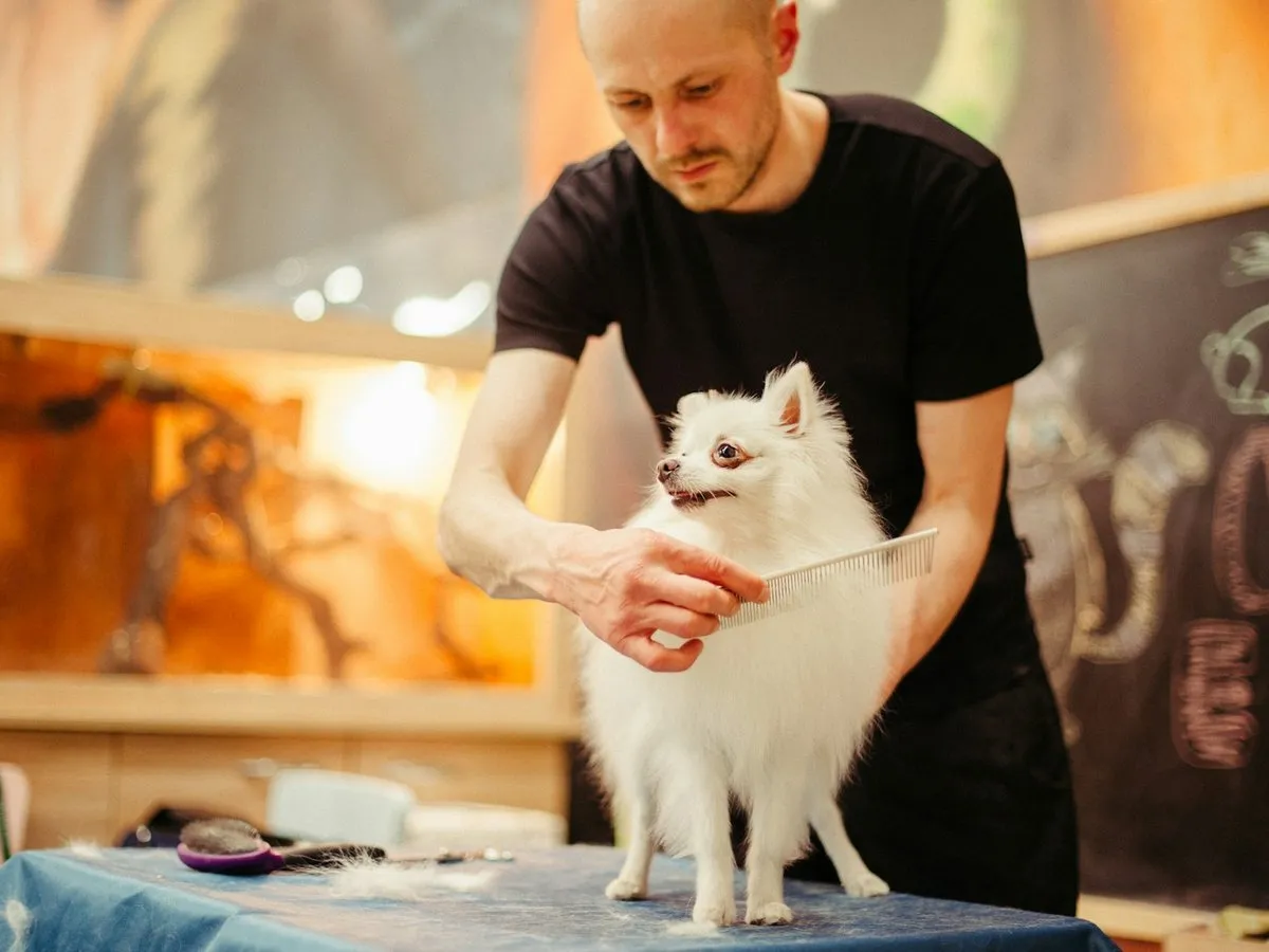 Groomer czesze grzebieniem białego szpica stojącego na stole w salonie