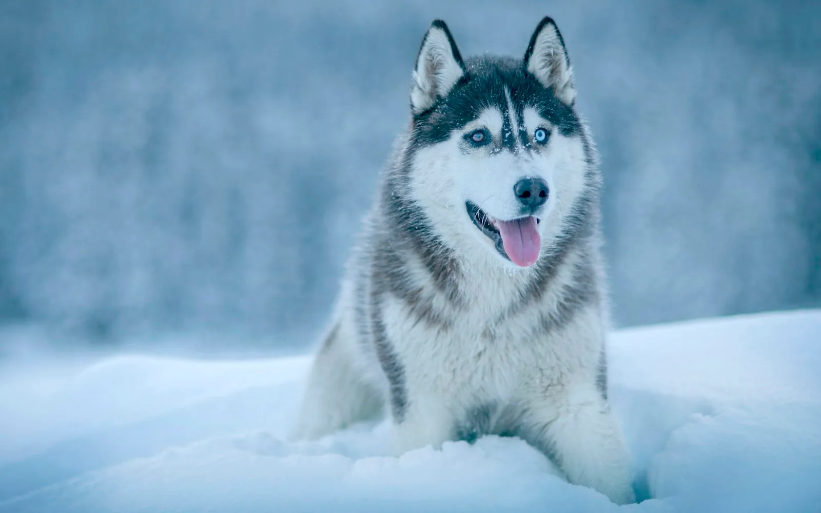 Husky z niebieskimi oczami leży w śniegu z wywieszonym językiem