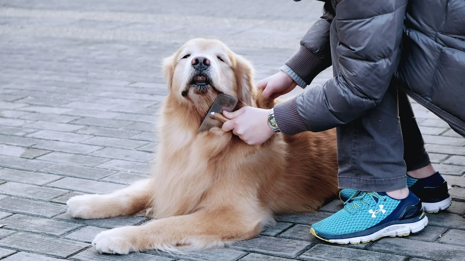 Golden retriever leży na chodniku z kostki brukowej, a osoba w kurtce kuca obok i szczotkuje mu szyję