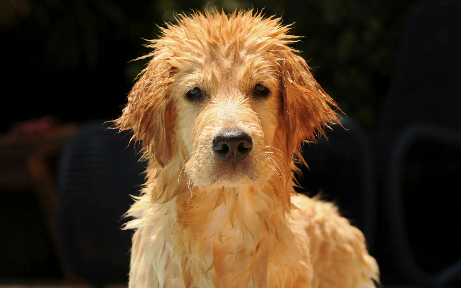 Mokry młody golden retriever z sierścią zlepioną w strąki stoi na ciemnym tle i patrzy w obiektyw