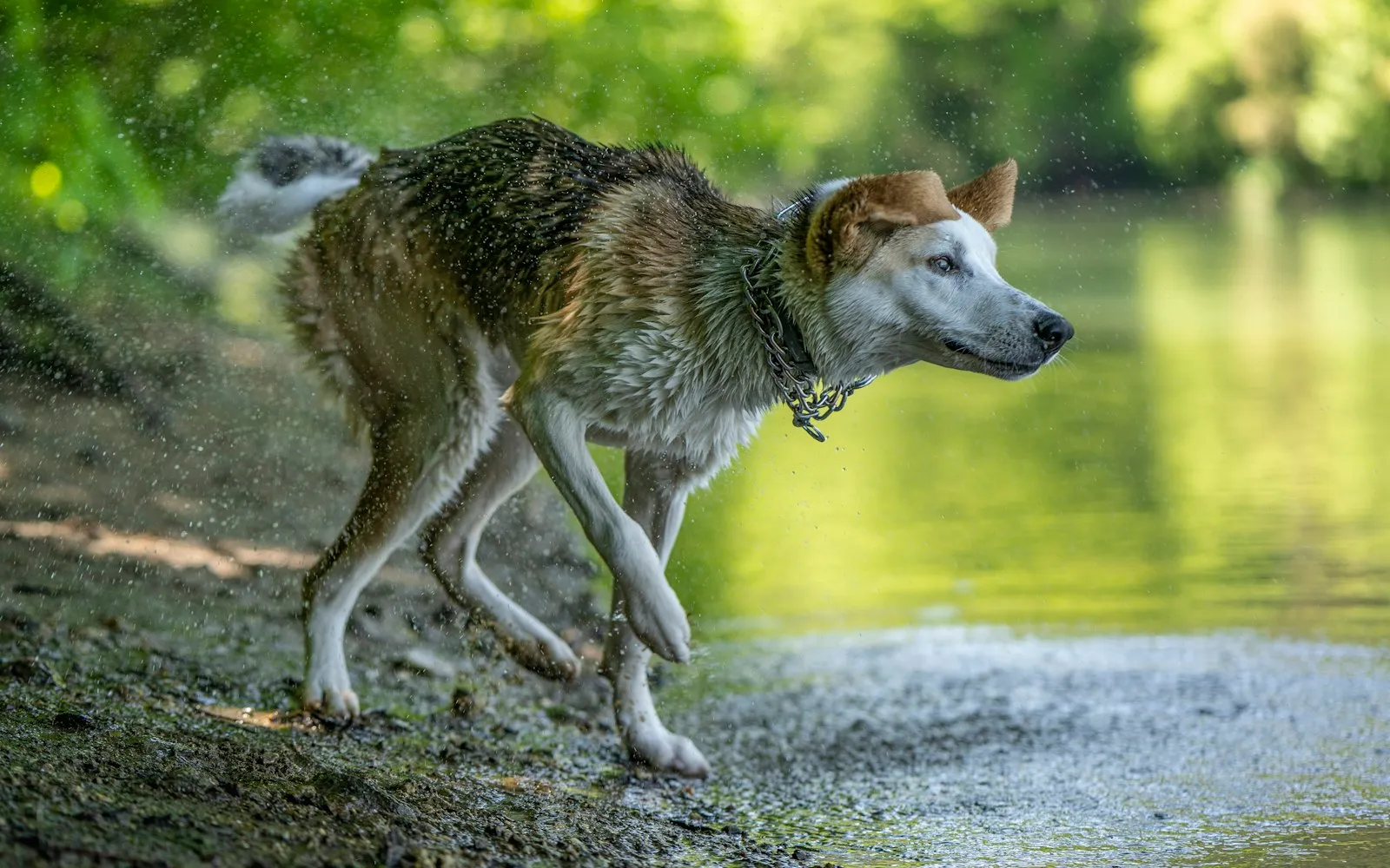 Mokry pies w typie husky otrząsa się z wody na brzegu jeziora