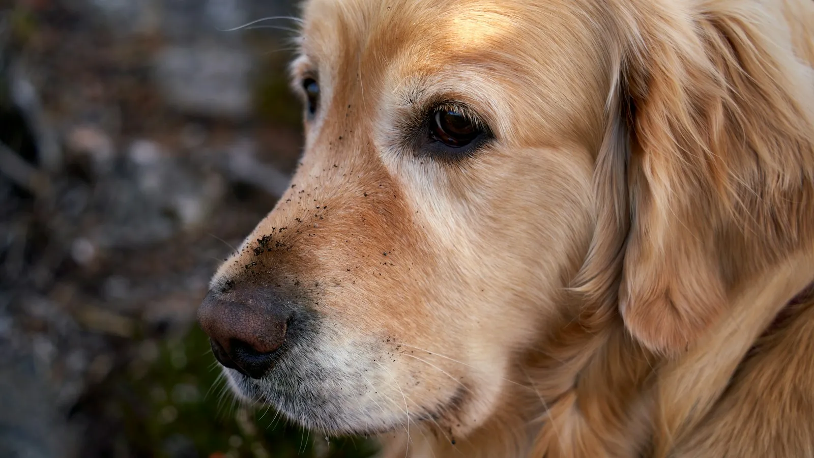 Golden retriever z długą sierścią na uszach i ziemią na nosie patrzy w bok, w tle ciemne, rozmyte podłoże