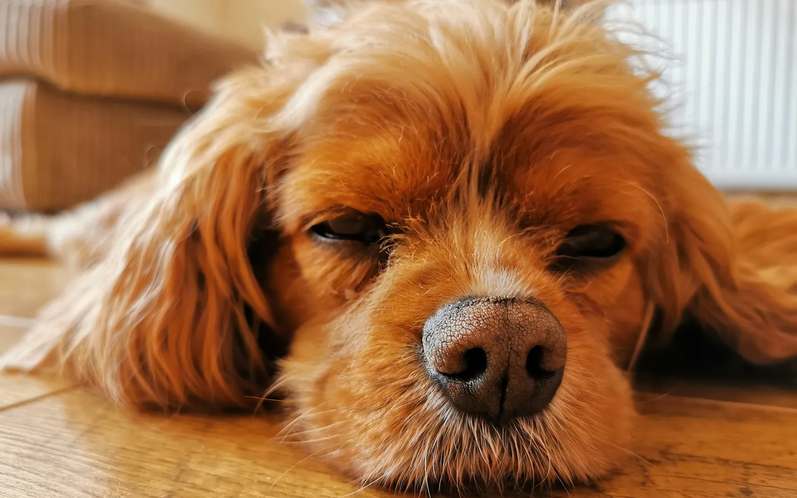 Rudy spaniel z długimi, opadającymi uszami leży z pyskiem na drewnianej podłodze, oczy ma przymknięte