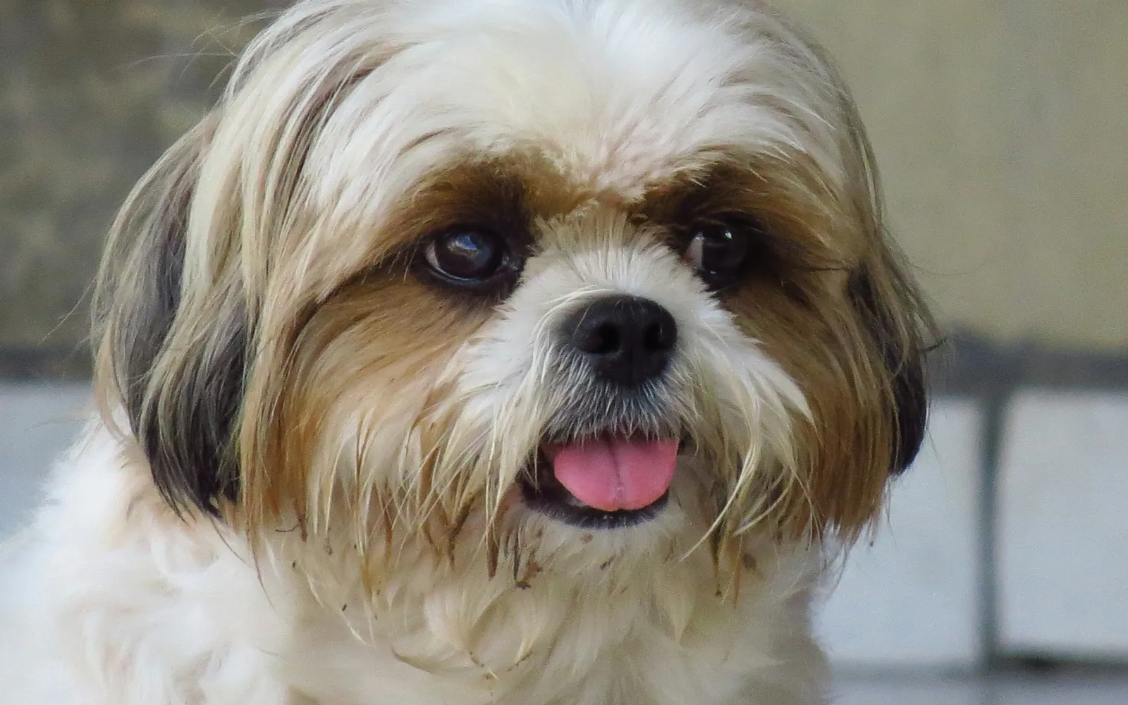 Zbliżenie pyska shih tzu z białą i brązową sierścią, pies ma wystawiony język