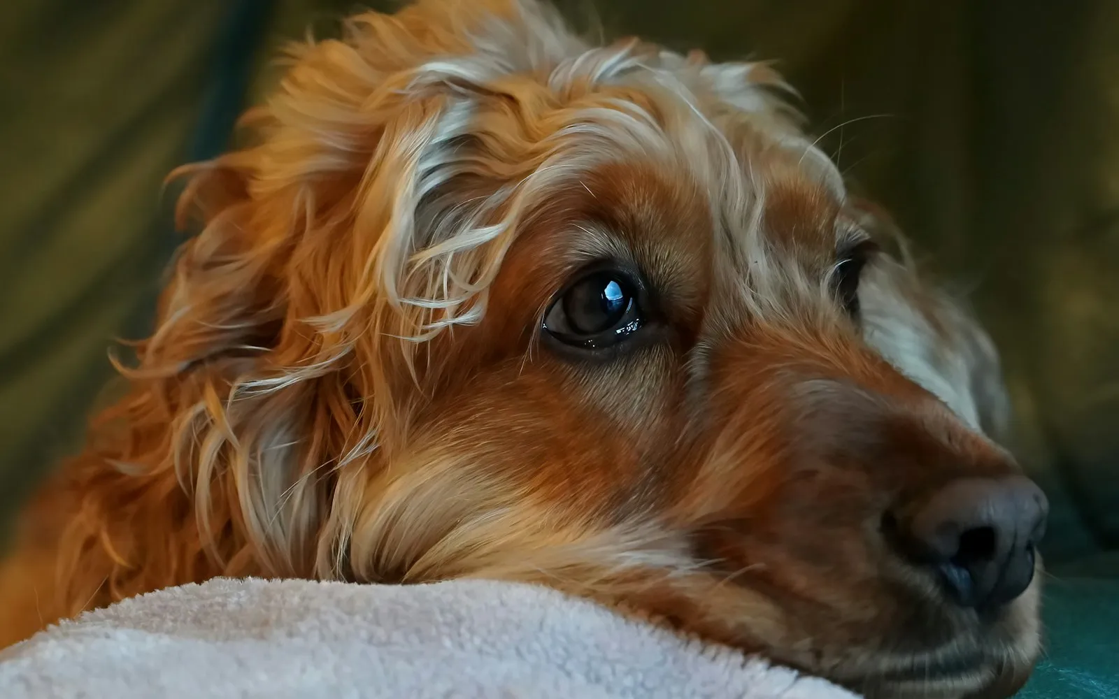 Rudy spaniel z długimi uszami leży z głową opartą na jasnym ręczniku i patrzy w bok