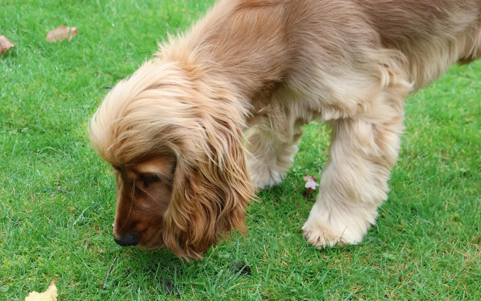Jasnorudy spaniel z długimi, owłosionymi uszami wącha trawę z nosem przy samej ziemi
