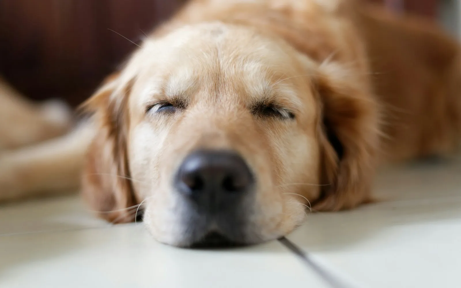 Golden retriever śpi z pyskiem opartym na jasnej podłodze, ma zamknięte oczy