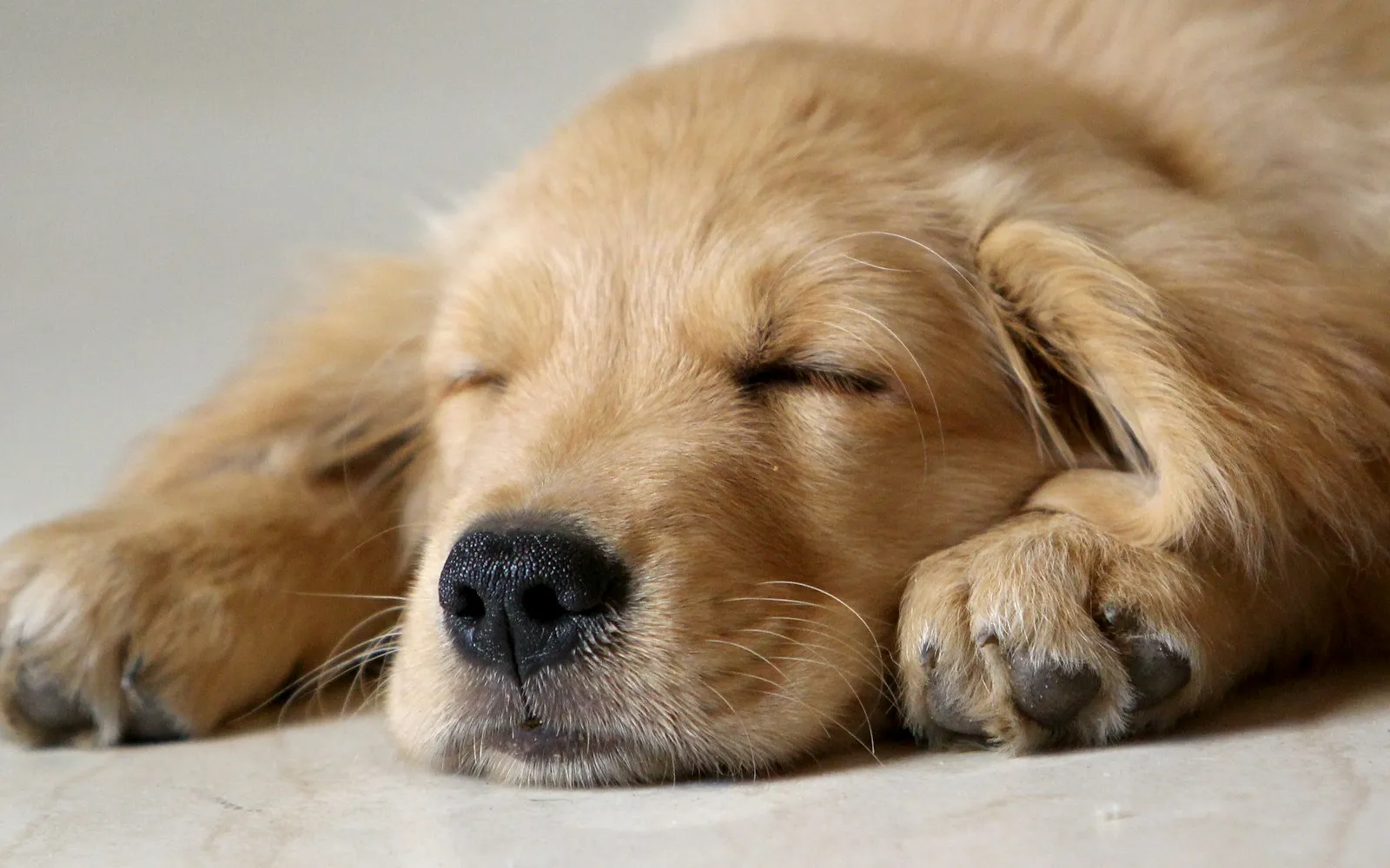 Szczeniak golden retrievera śpi z pyskiem opartym na łapach na jasnej podłodze