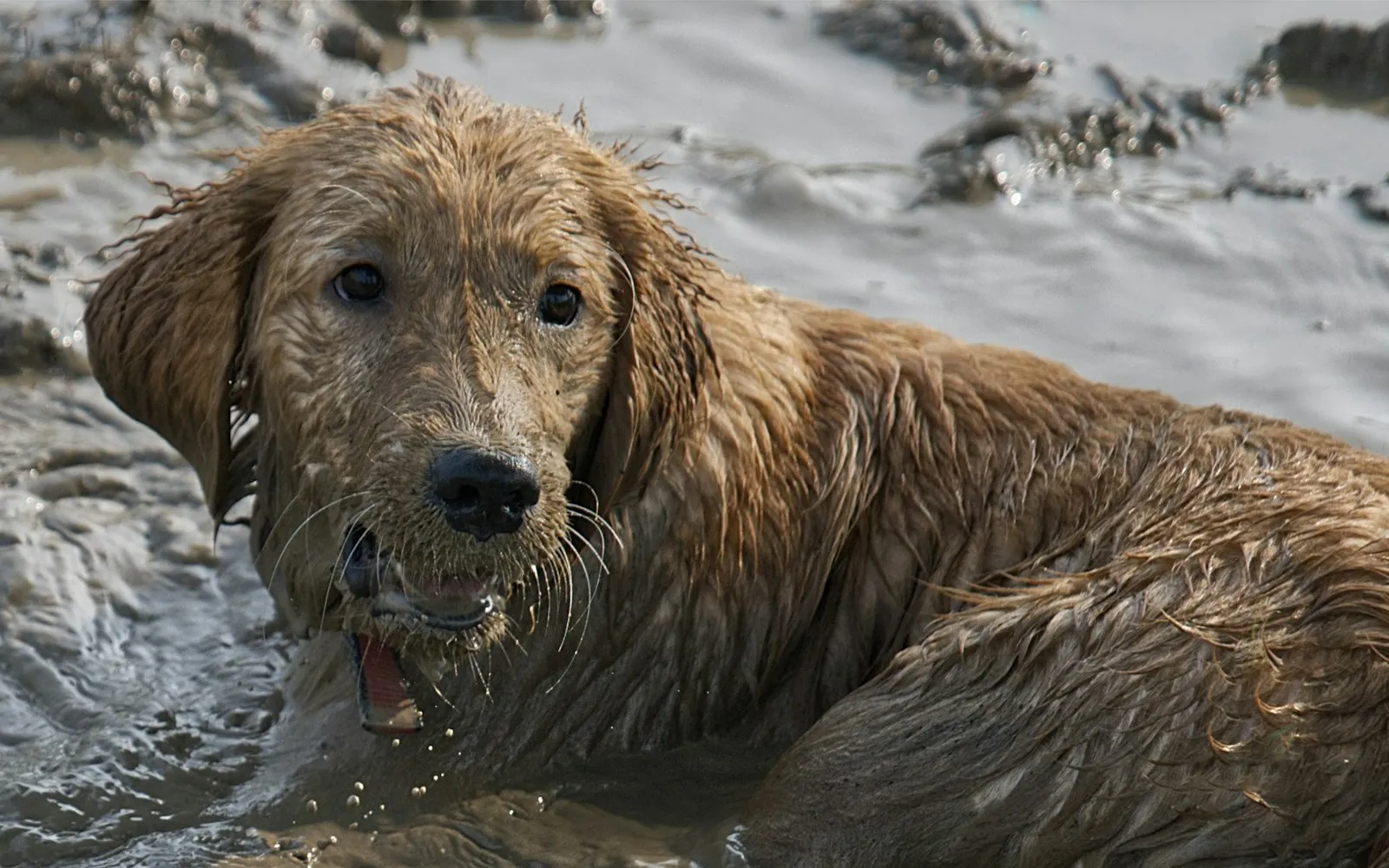 Szczeniak golden retrievera z mokrą, ubłoconą sierścią leży w kałuży błota