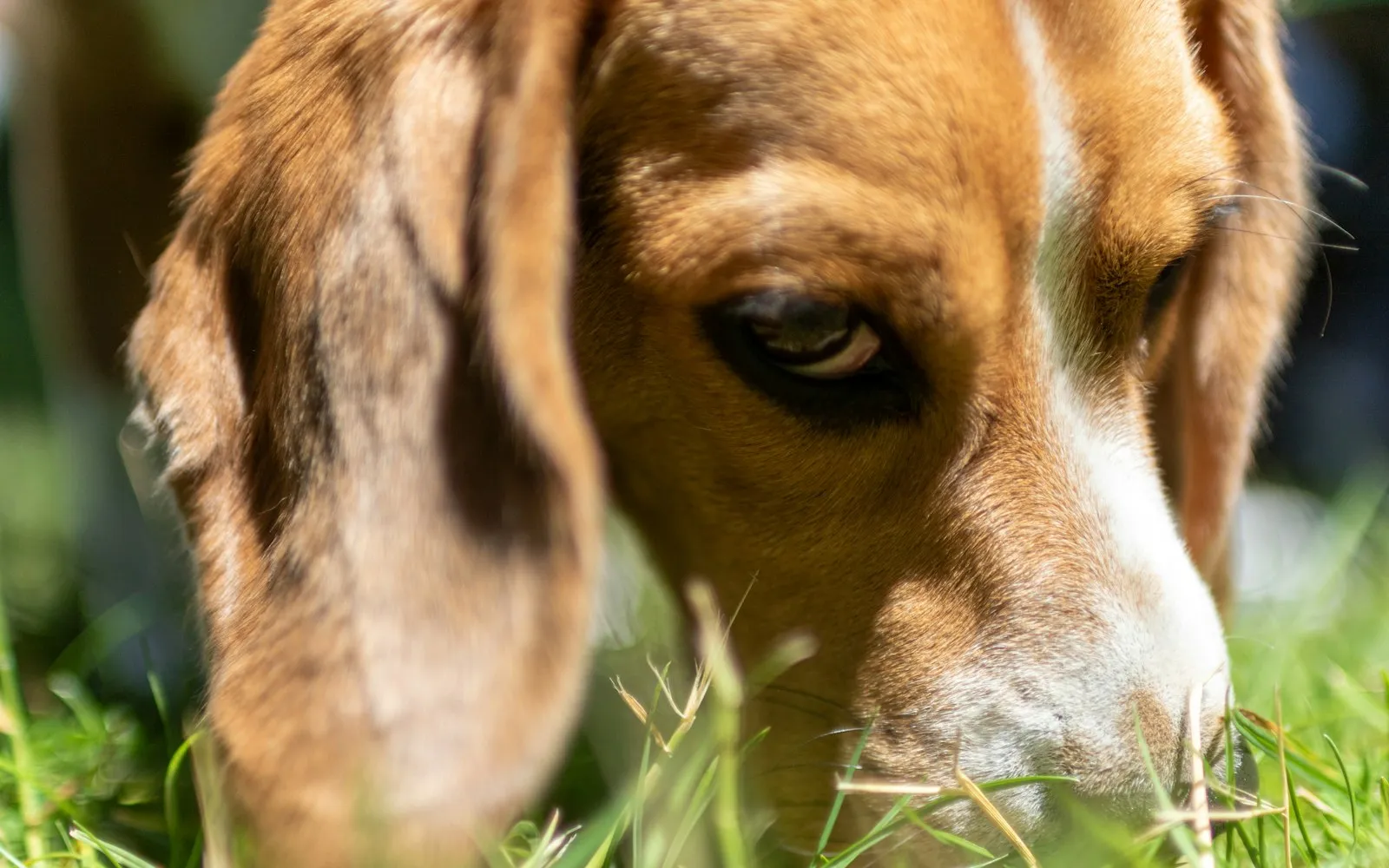 Zbliżenie na pysk beagle'a z długim, opadającym uchem, pies z nosem przy ziemi wącha trawę