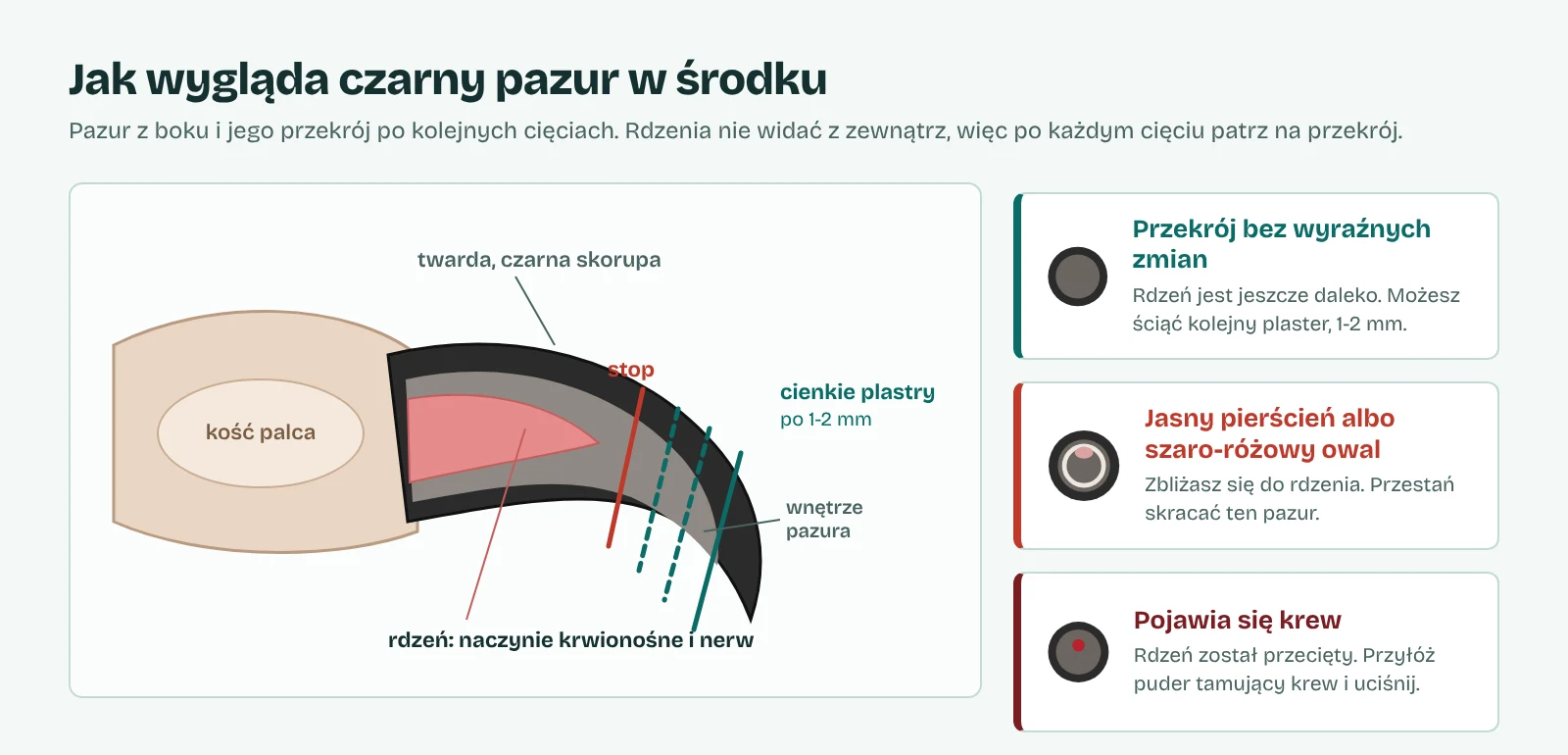 Schemat czarnego psiego pazura z boku z rdzeniem i liniami cięć po 1-2 mm oraz trzy przekroje: bez zmian, z jasnym pierścieniem i szaro-różowym owalem, z krwią